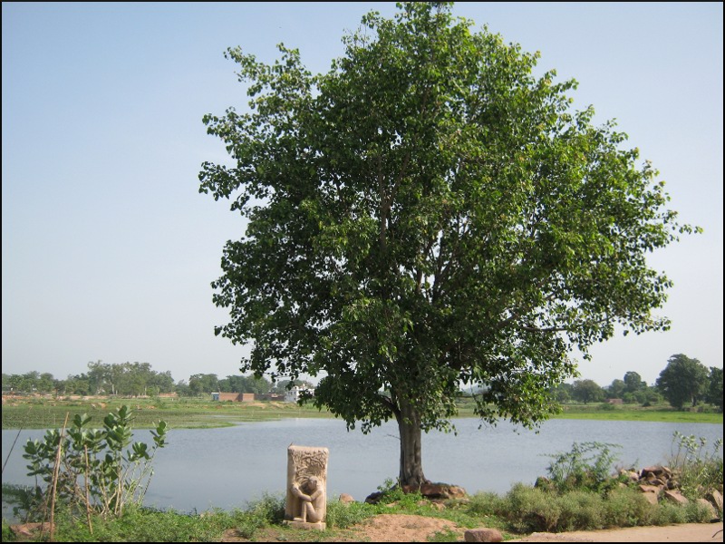 The pipal tree & the lake, right in front of our house
